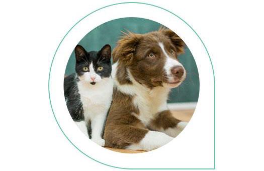 Kupfer Tierversicherungen