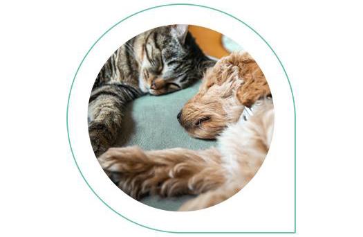 Kupfer Tierversicherungen