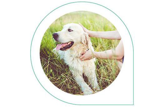 Kupfer Tierversicherungen