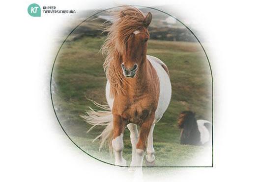 Kupfer Tierversicherungen