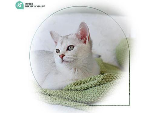 Kupfer Tierversicherungen